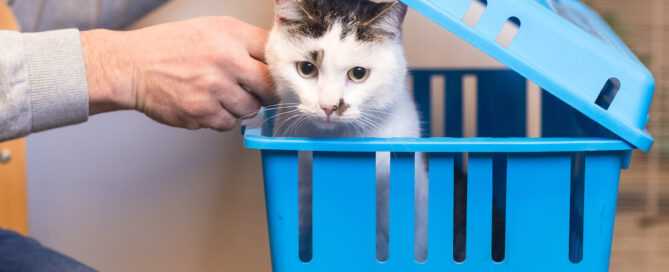 Hocker für den Katzenkorb